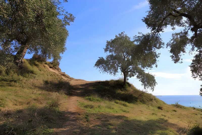 Olivenbaumlandschaft am Meer