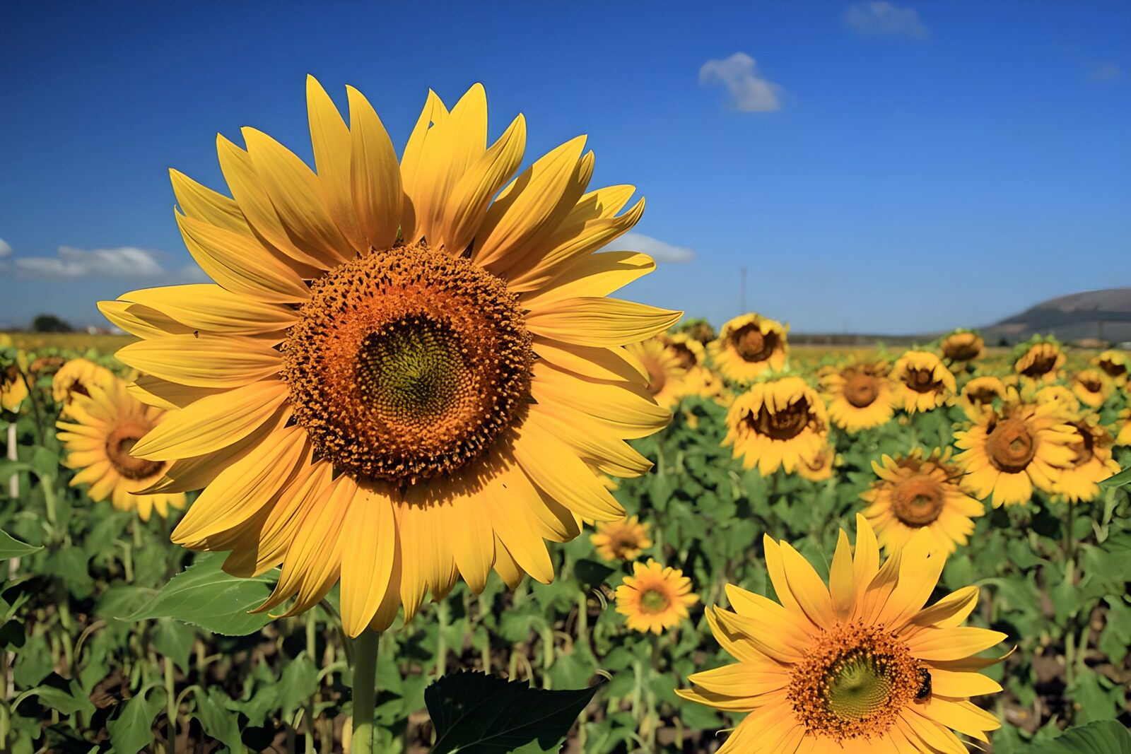 Strahlende Sonnenblumen im Feld