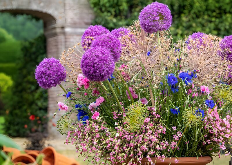 Farbenfrohe Blumenpracht im Garten