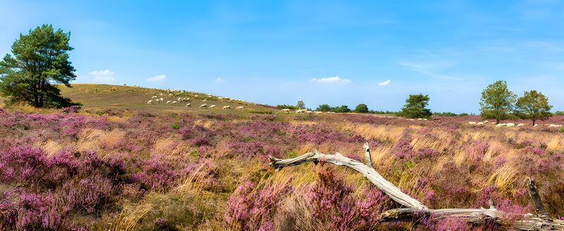 Heidekrautlandschaft mit Schafen
