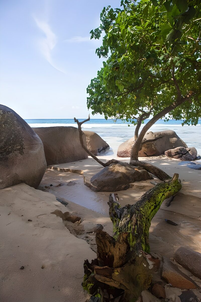 Ruhiger Strand mit Felsen und Baum