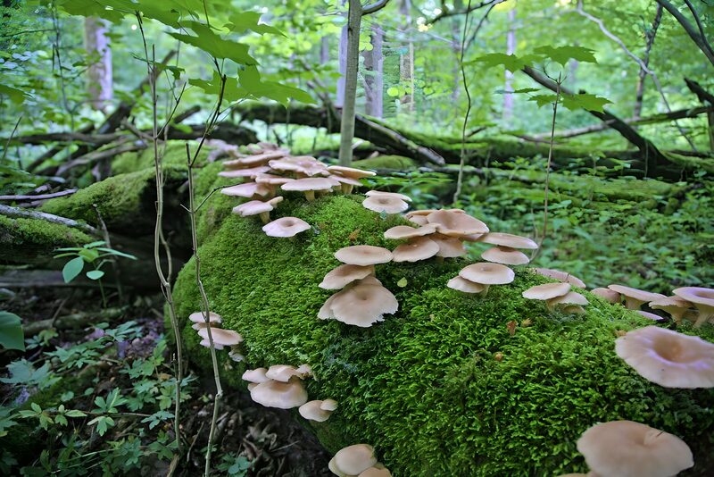 Pilze auf einem moosbedeckten Baumstamm