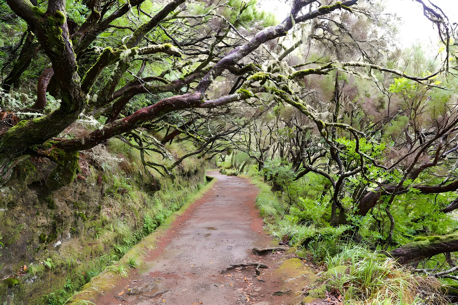 Mystischer Wanderweg im Grünen