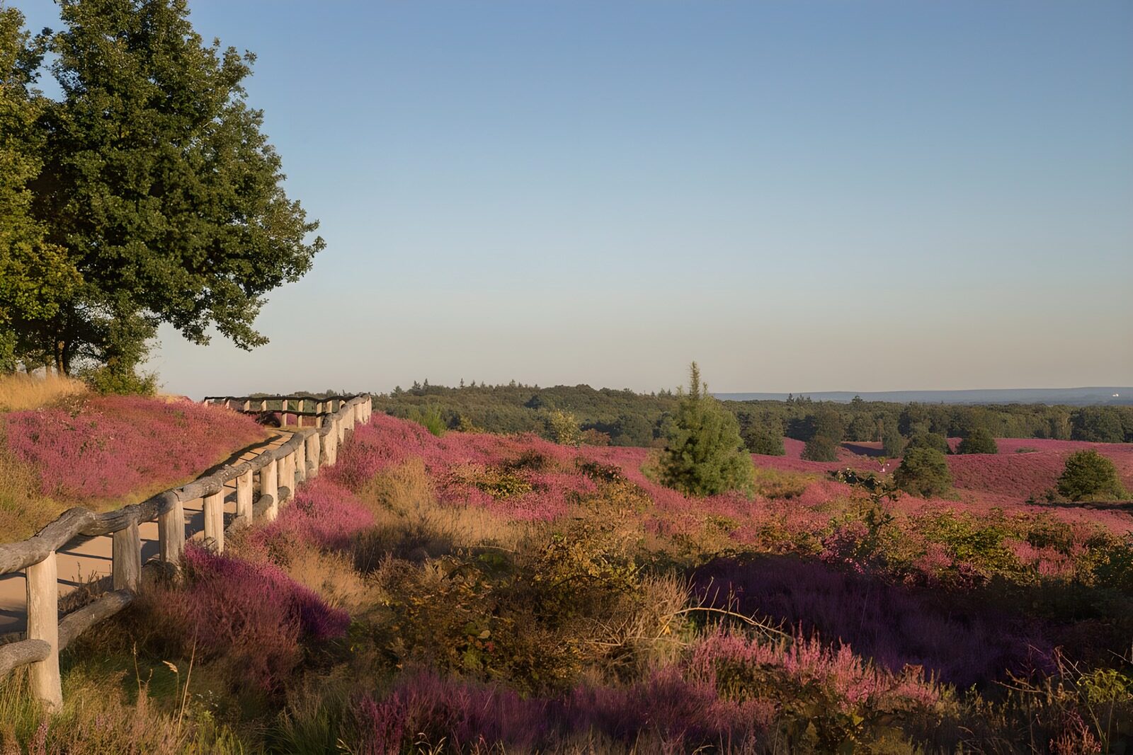 Blühende Heide im Sonnenlicht