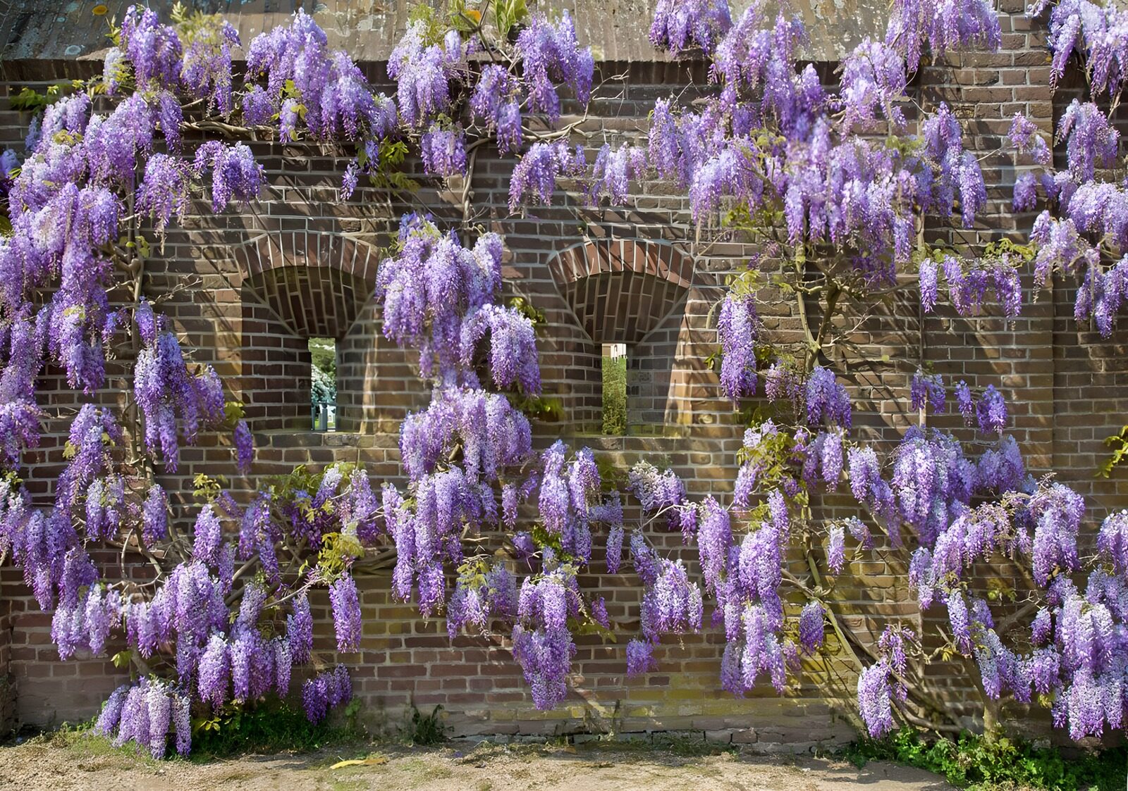 Blühende Glyzinien an einer Mauer