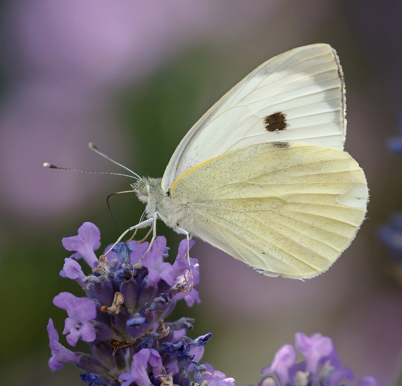 Schmetterling auf lila Blüten