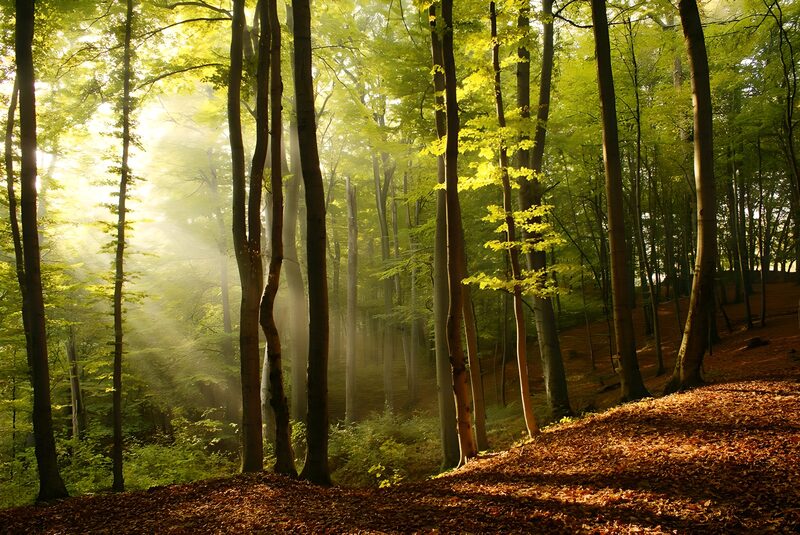 Lichtdurchfluteter Wald im Herbst