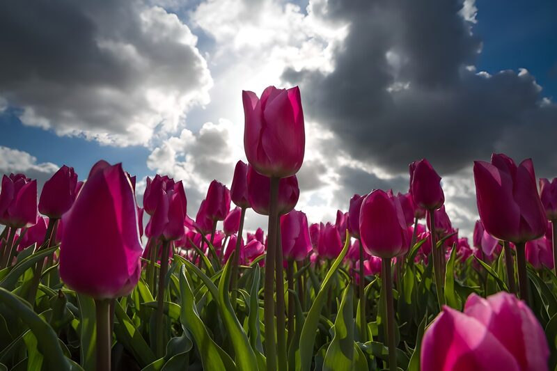 Prächtige Tulpen unter wolkigem Himmel