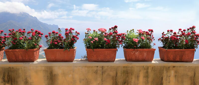 Blühende Blumen am Meer