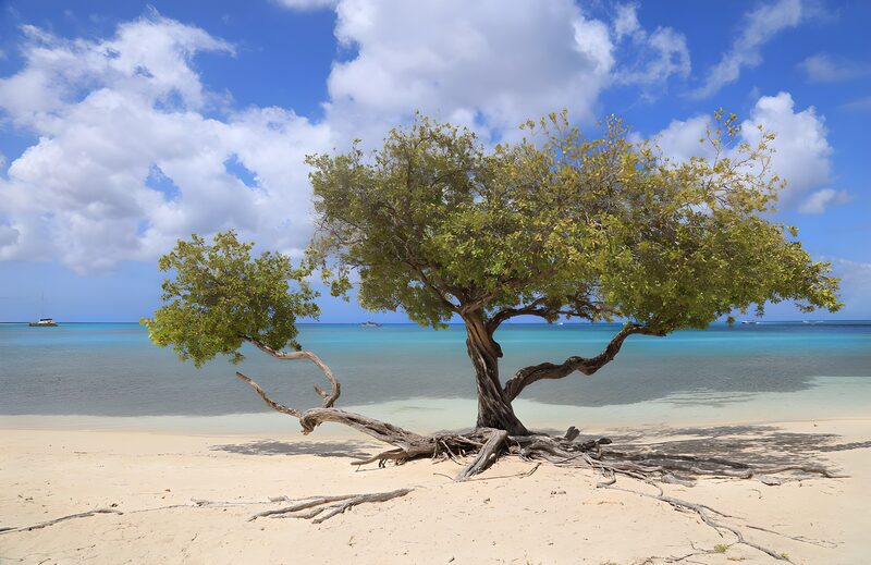 Einsamer Baum am Strand