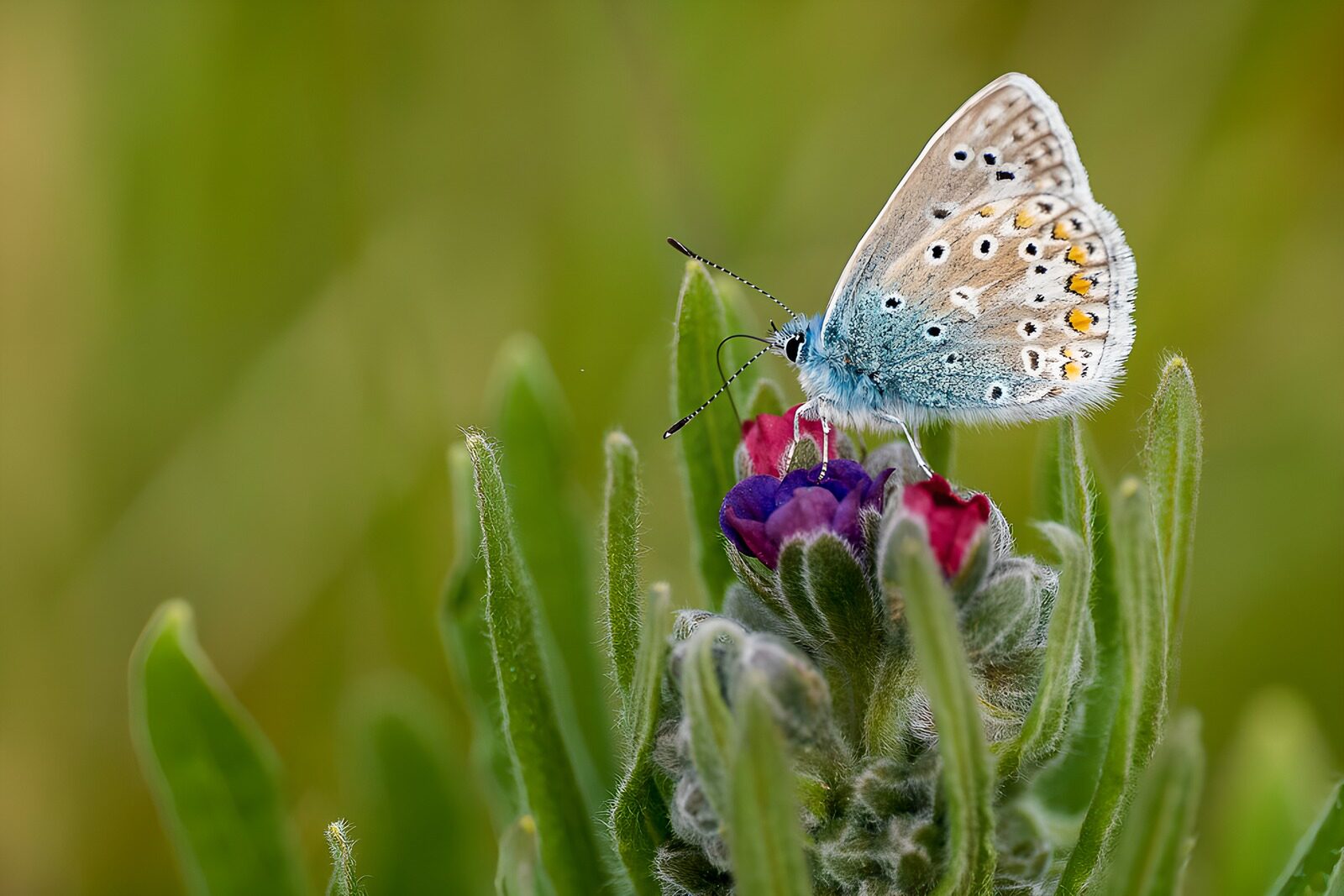 Schmetterling auf blühender Pflanze