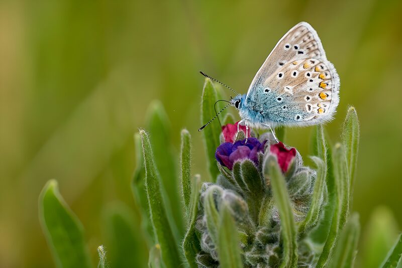 Schmetterling auf blühender Pflanze