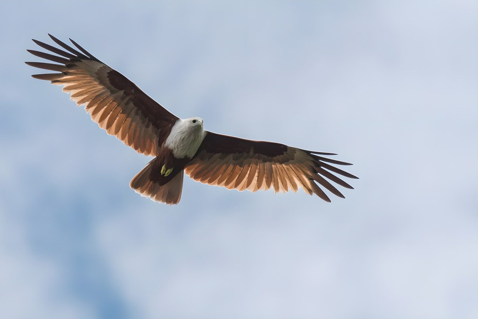 Der majestätische Flug des Adlers