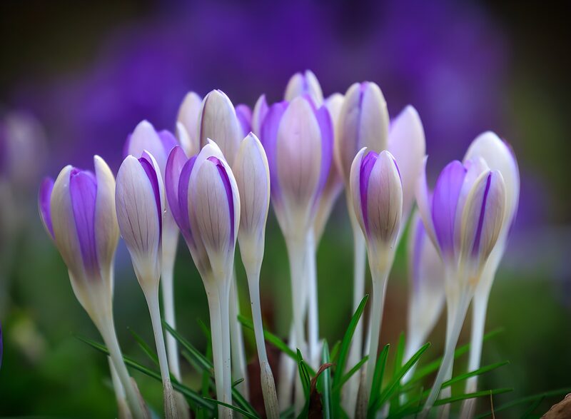 Frühlingsblühende Krokusse im Garten