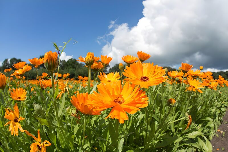 Strahlende orange Blüten im Feld