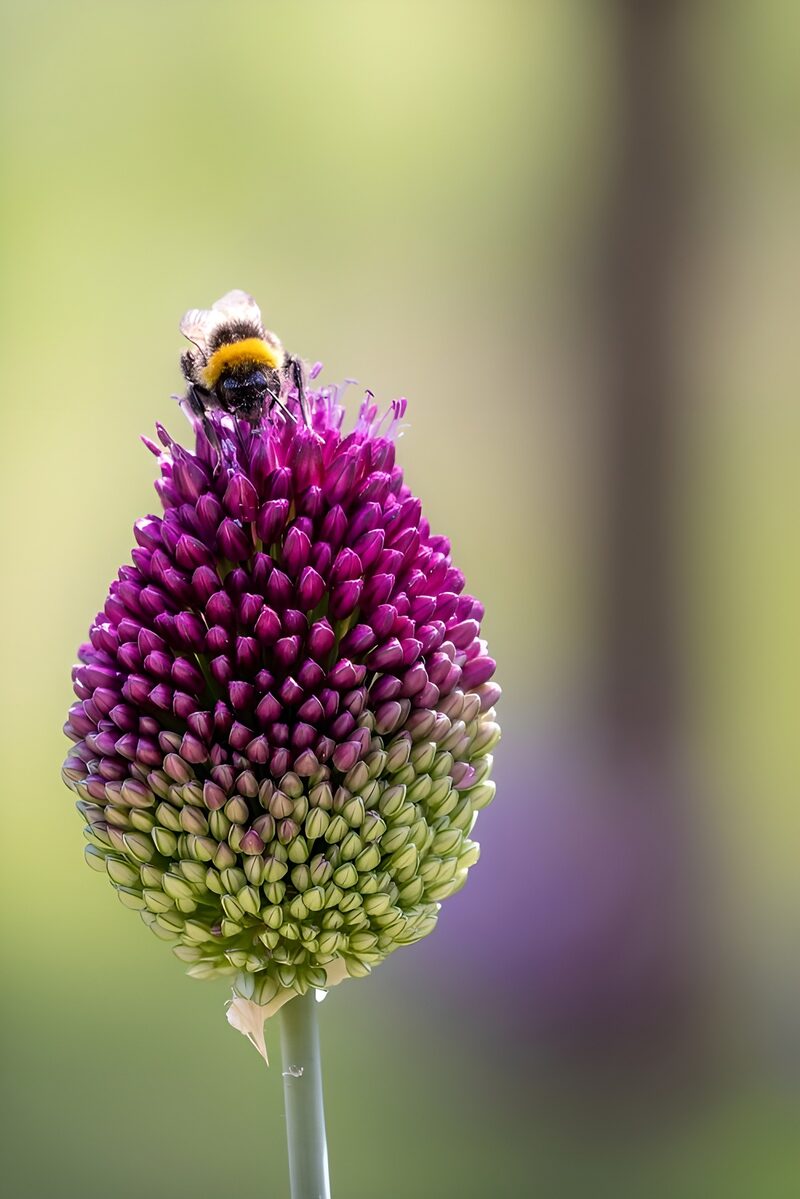 Biene auf lila Blüte